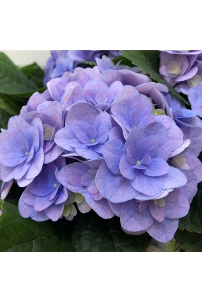 Гортензія широколиста Флорентіна